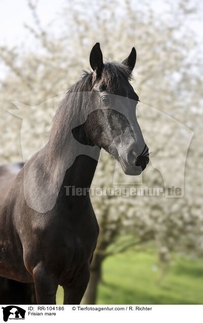 Frisian mare / RR-104186