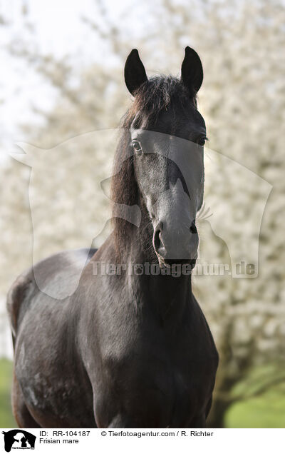 Frisian mare / RR-104187