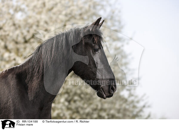 Friesen Stute / Frisian mare / RR-104188