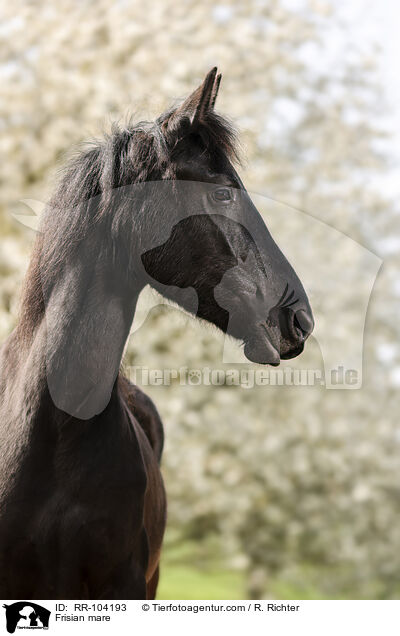 Frisian mare / RR-104193