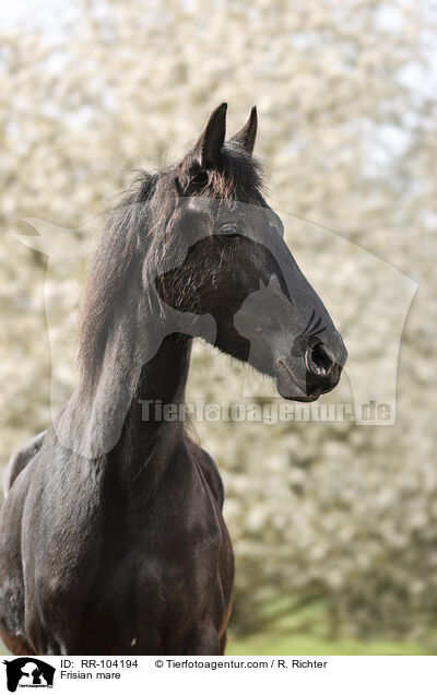 Frisian mare / RR-104194