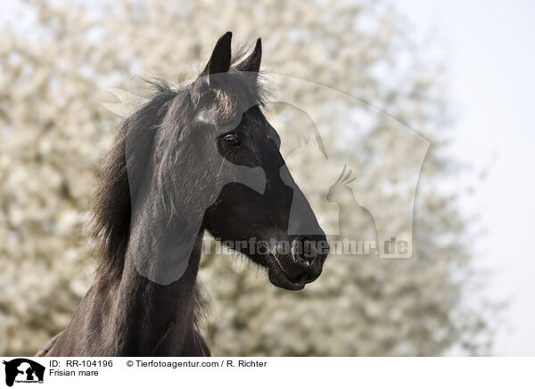 Frisian mare / RR-104196