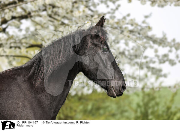 Frisian mare / RR-104197