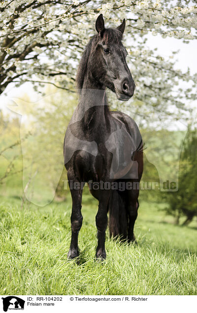 Friesen Stute / Frisian mare / RR-104202