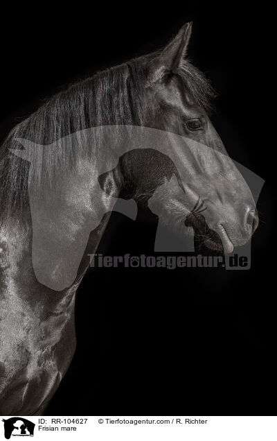 Frisian mare / RR-104627