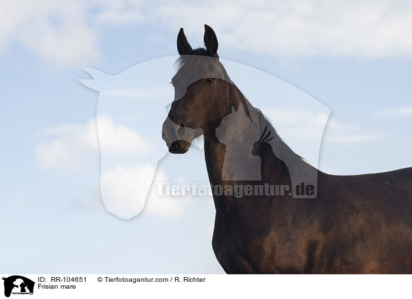 Frisian mare / RR-104651