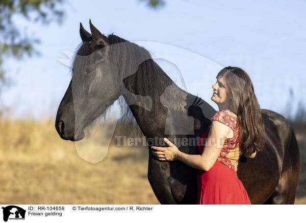 Friesen Wallach / Frisian gelding / RR-104658