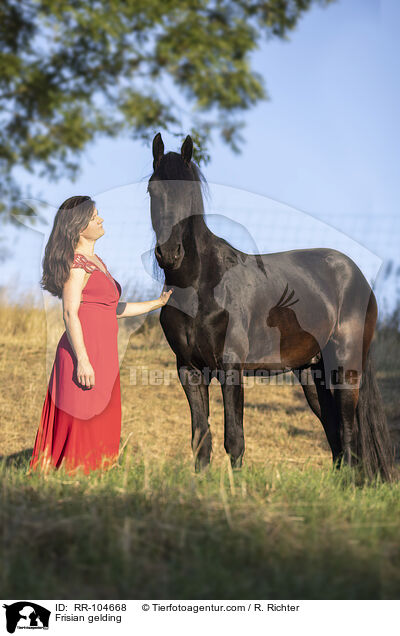 Friesen Wallach / Frisian gelding / RR-104668