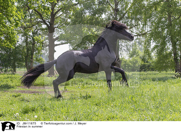 Friesian in summer / JM-11875