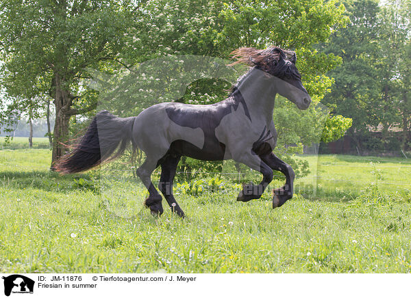 Friese im Sommer / Friesian in summer / JM-11876