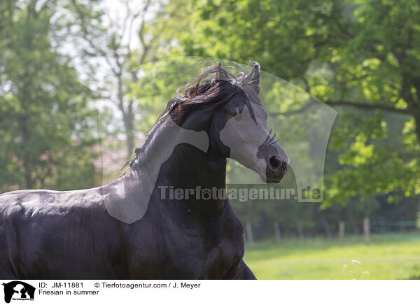 Friese im Sommer / Friesian in summer / JM-11881