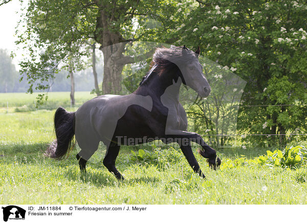 Friesian in summer / JM-11884