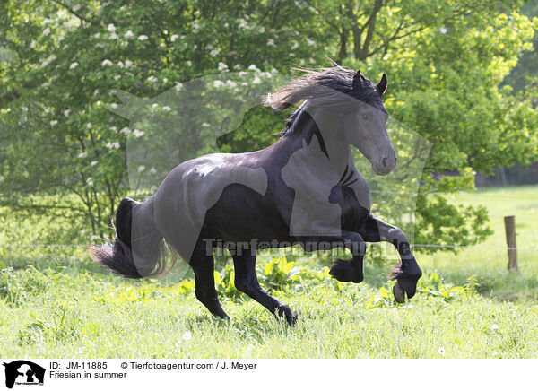 Friesian in summer / JM-11885