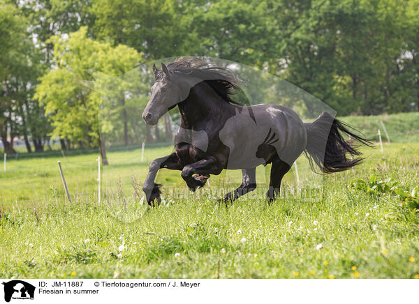 Friese im Sommer / Friesian in summer / JM-11887