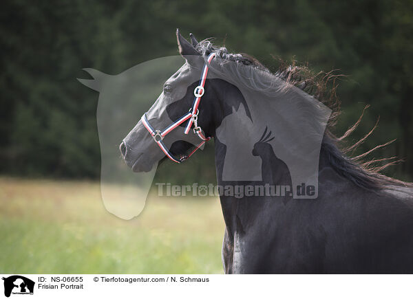 Friese Portrait / Frisian Portrait / NS-06655