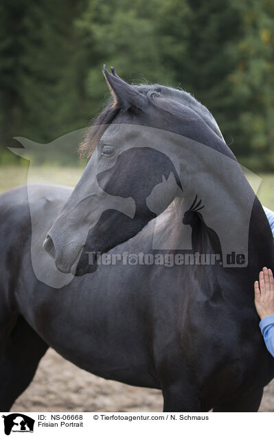 Friese Portrait / Frisian Portrait / NS-06668