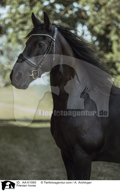 Friesian horse / AA-01060