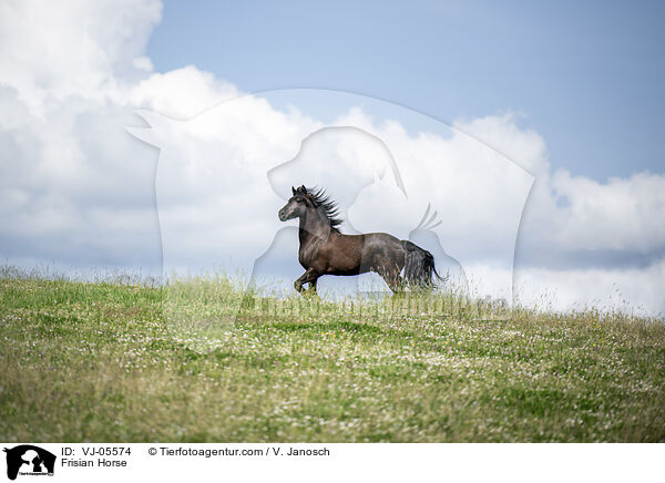 Friese / Frisian Horse / VJ-05574