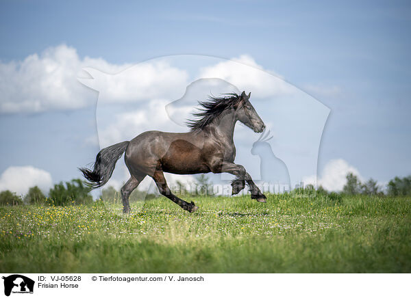 Friese / Frisian Horse / VJ-05628