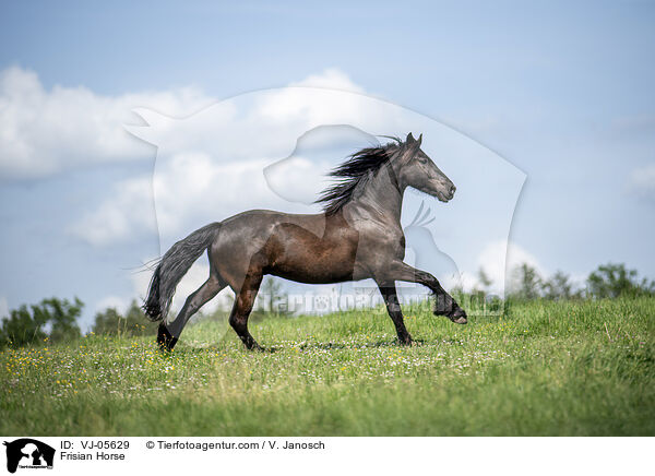 Friese / Frisian Horse / VJ-05629