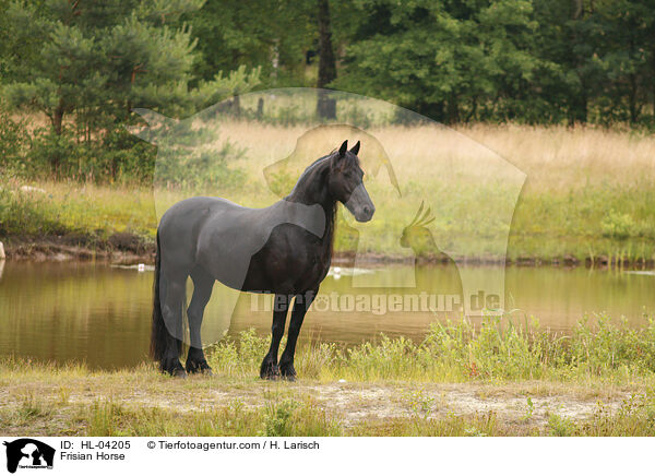 Frisian Horse / HL-04205