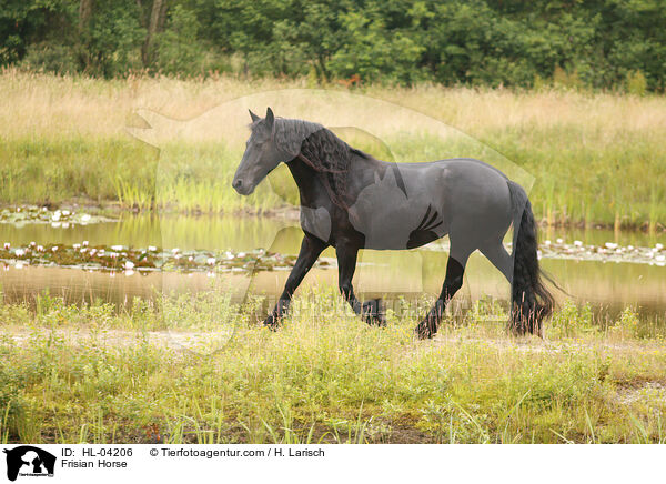 Friese / Frisian Horse / HL-04206