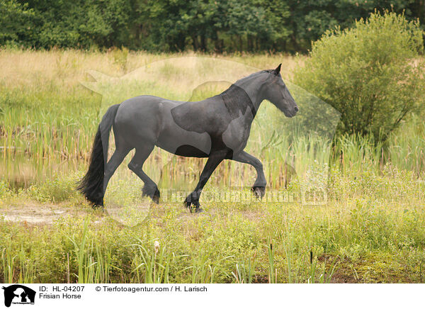 Friese / Frisian Horse / HL-04207