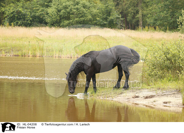 Frisian Horse / HL-04208