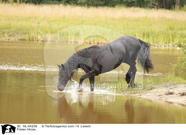 Frisian Horse / HL-04209