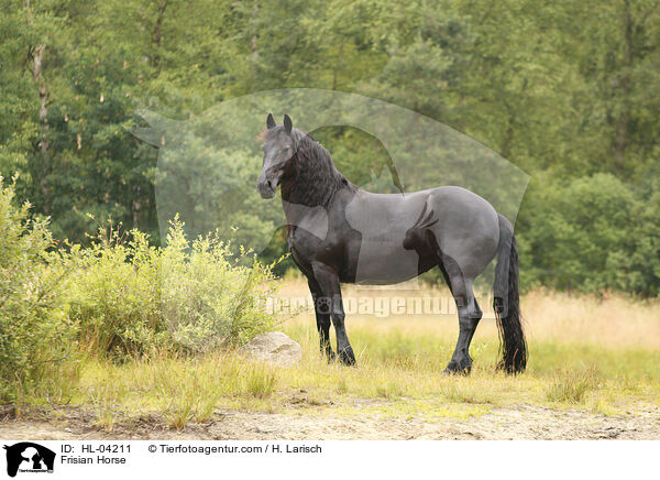 Friese / Frisian Horse / HL-04211