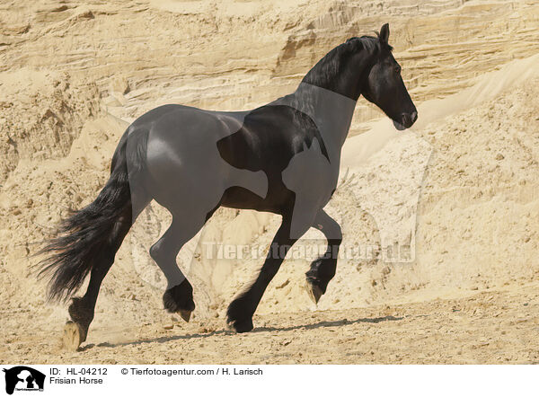 Friese / Frisian Horse / HL-04212