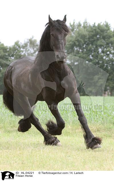 Friese / Frisian Horse / HL-04221