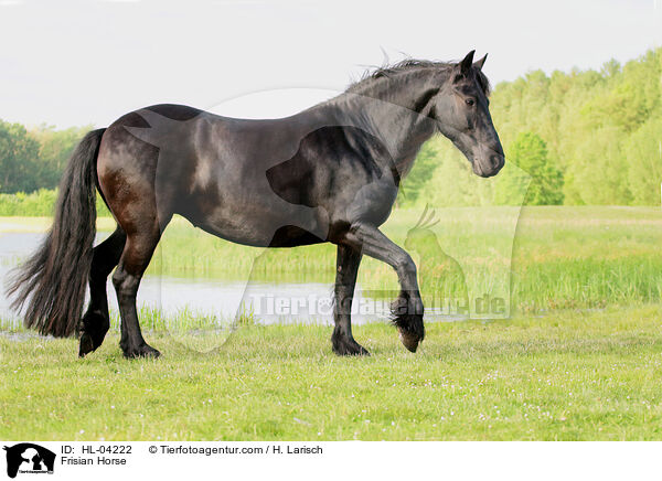 Frisian Horse / HL-04222