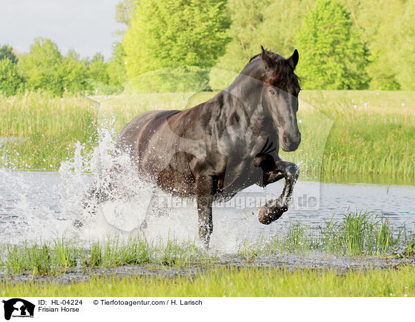 Friese / Frisian Horse / HL-04224