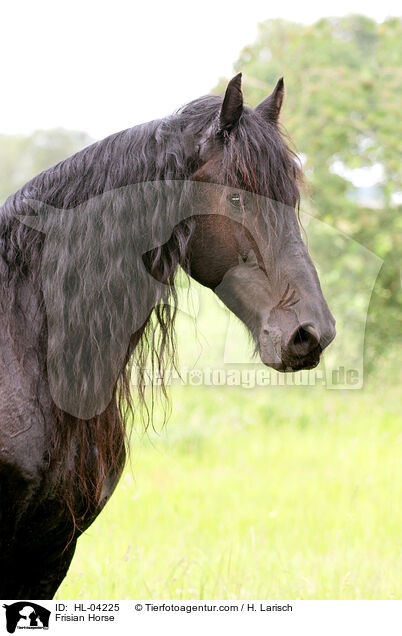 Friese / Frisian Horse / HL-04225