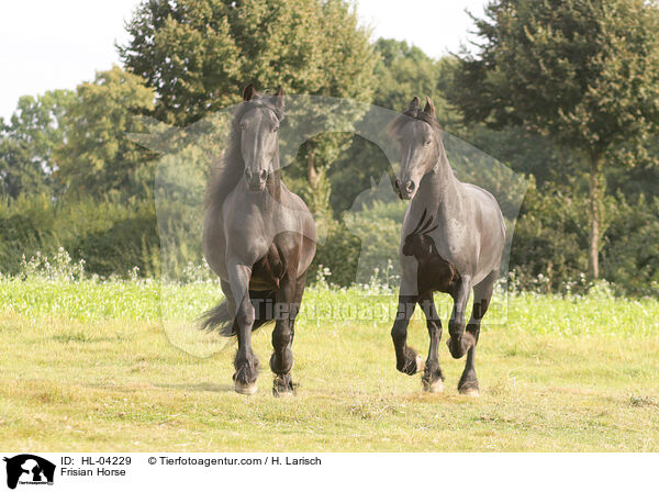 Friese / Frisian Horse / HL-04229