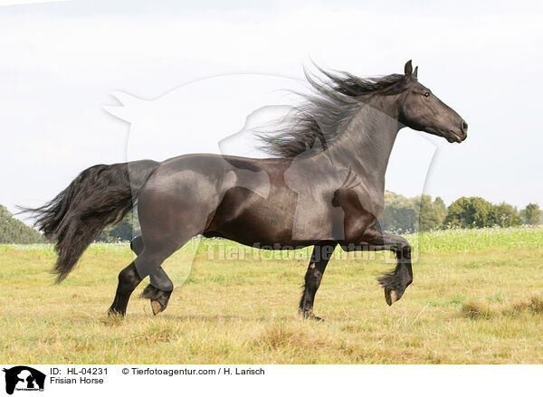 Friese / Frisian Horse / HL-04231