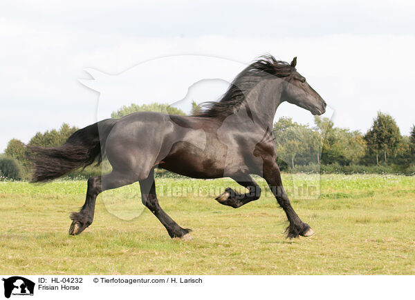 Frisian Horse / HL-04232