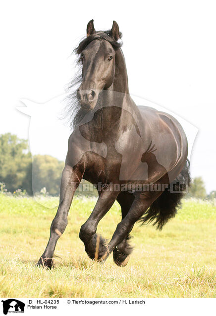 Frisian Horse / HL-04235