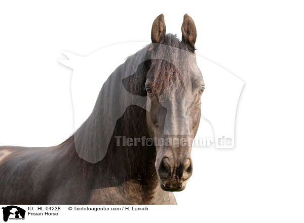 Frisian Horse / HL-04238