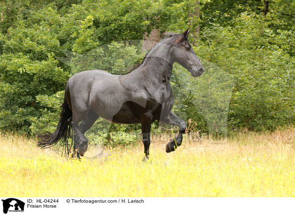 Frisian Horse / HL-04244