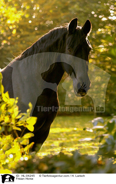 Frisian Horse / HL-04245