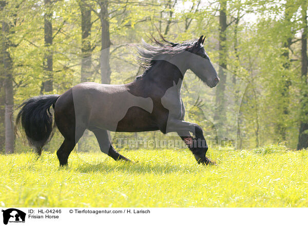 Friese / Frisian Horse / HL-04246