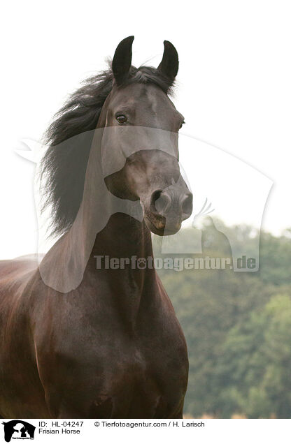 Friese / Frisian Horse / HL-04247