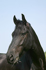 Friesian Horse Portrait