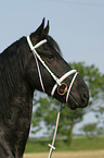 Friesian Horse Portrait