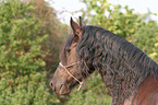 Friesian Horse Portrait