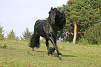 trotting friesian