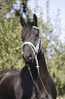 Friesian Horse