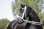 Friesian Horse